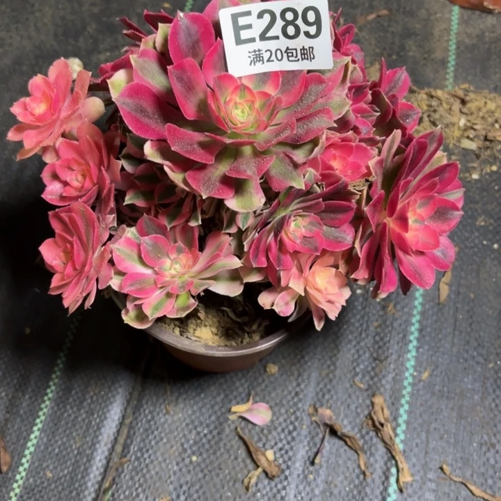 瑞妈一物一拍289