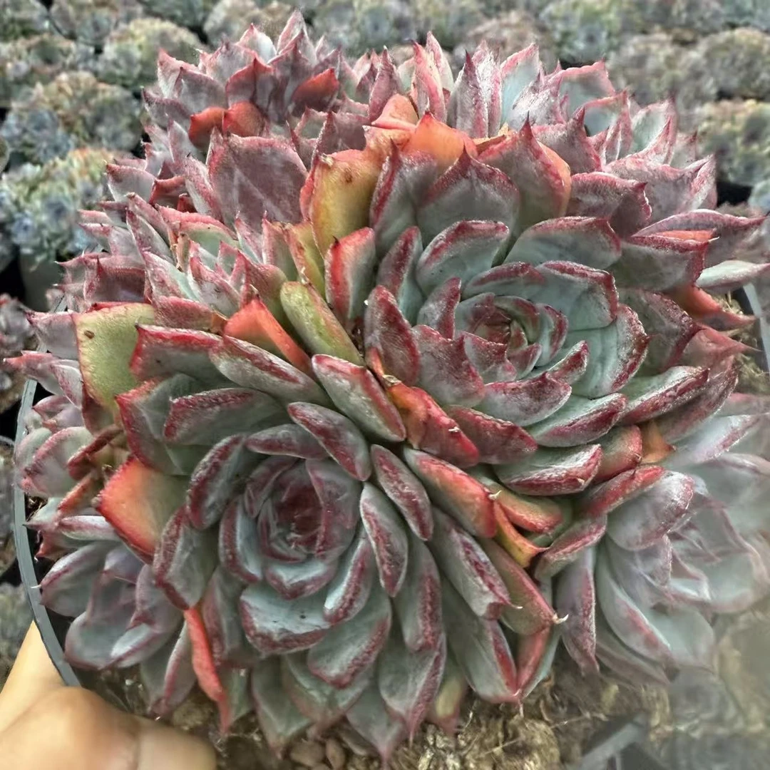 云漫多肉 盆栽蓝色妖姬  18cm盆 多肉植物