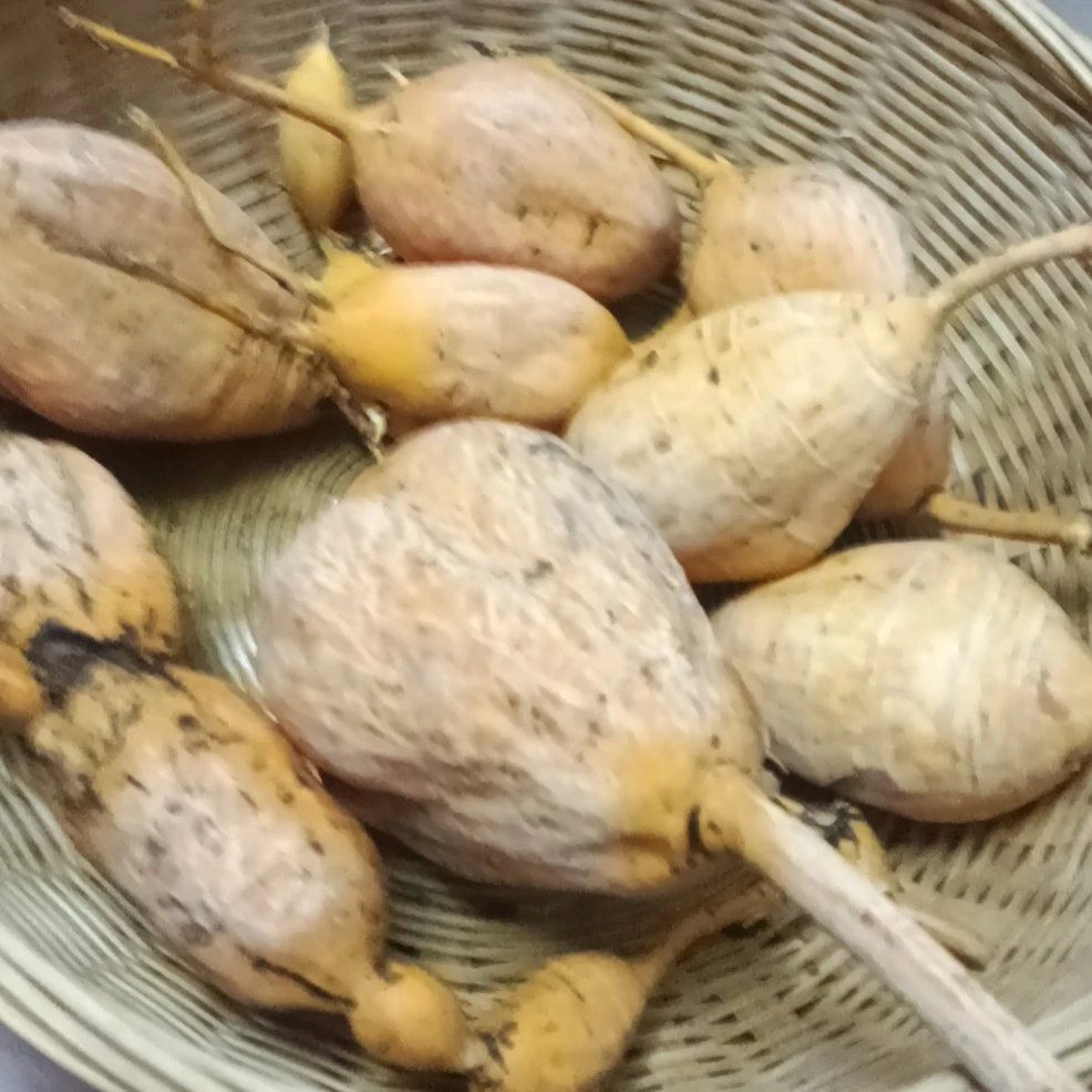 广西石头山牛大力，山莲藕