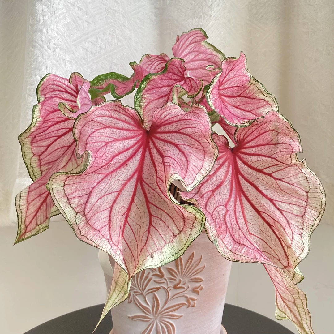 【彩叶芋】热带绿植室内盆栽带盆栽好