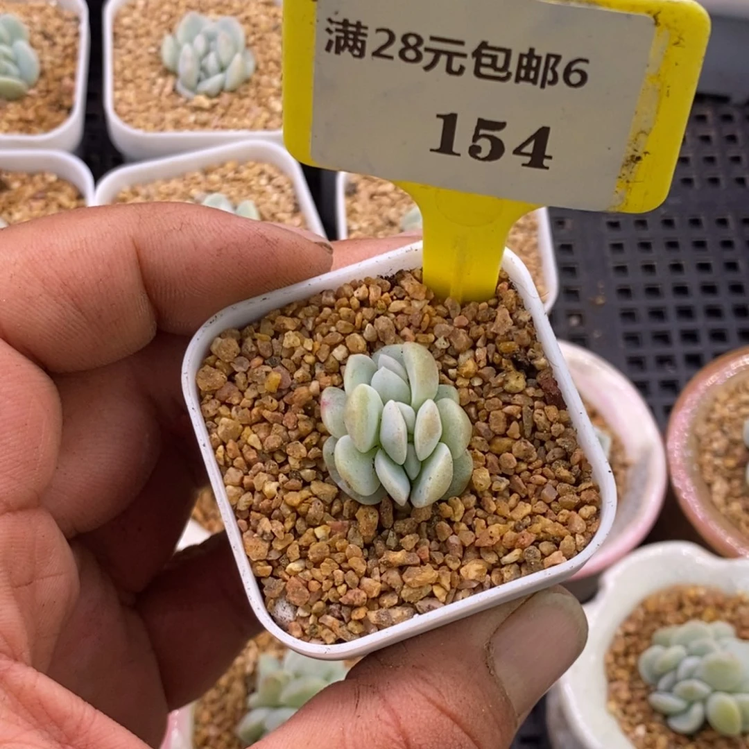 可*兔6154冰玉缀女神福利