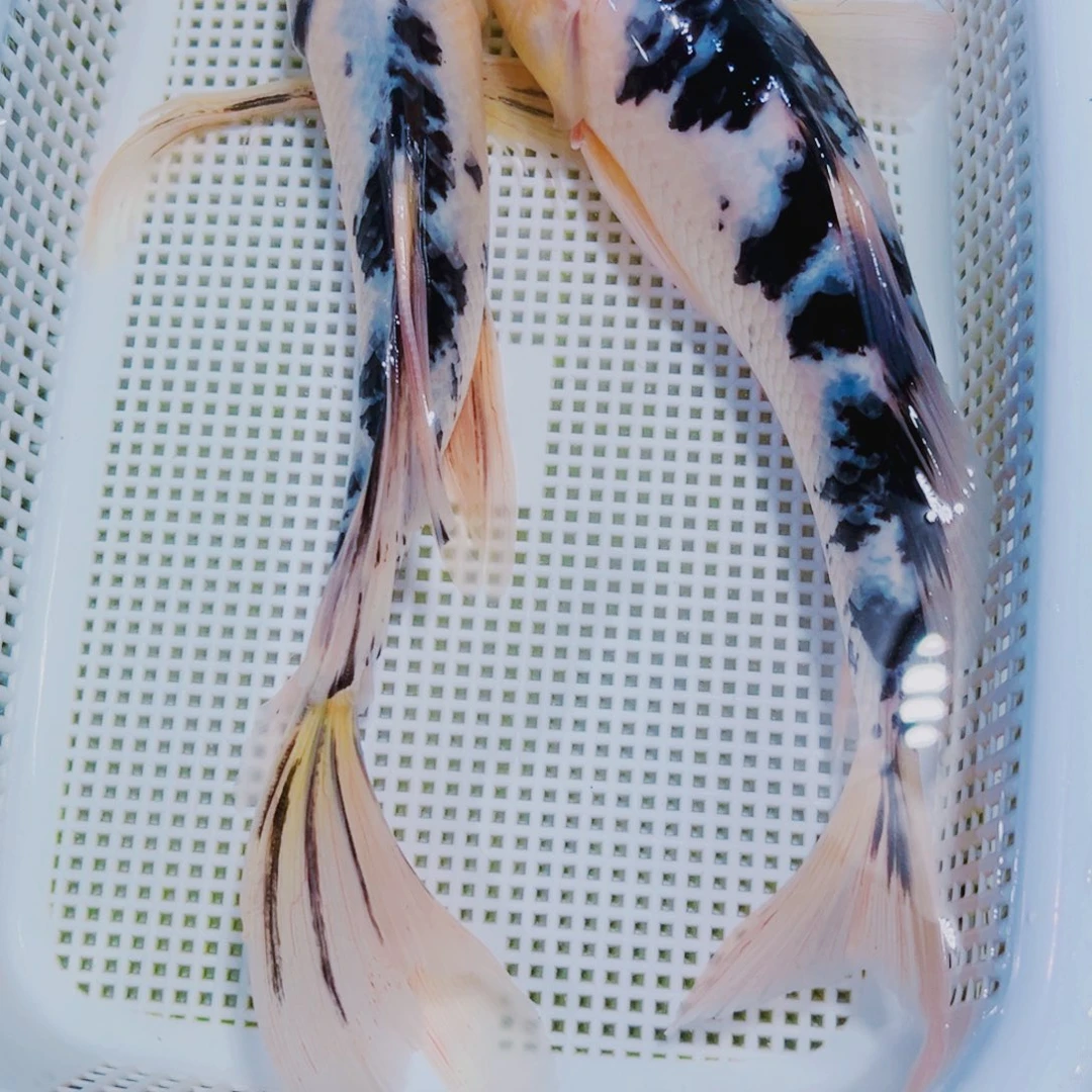 海水鱼锦鲤观赏鱼182