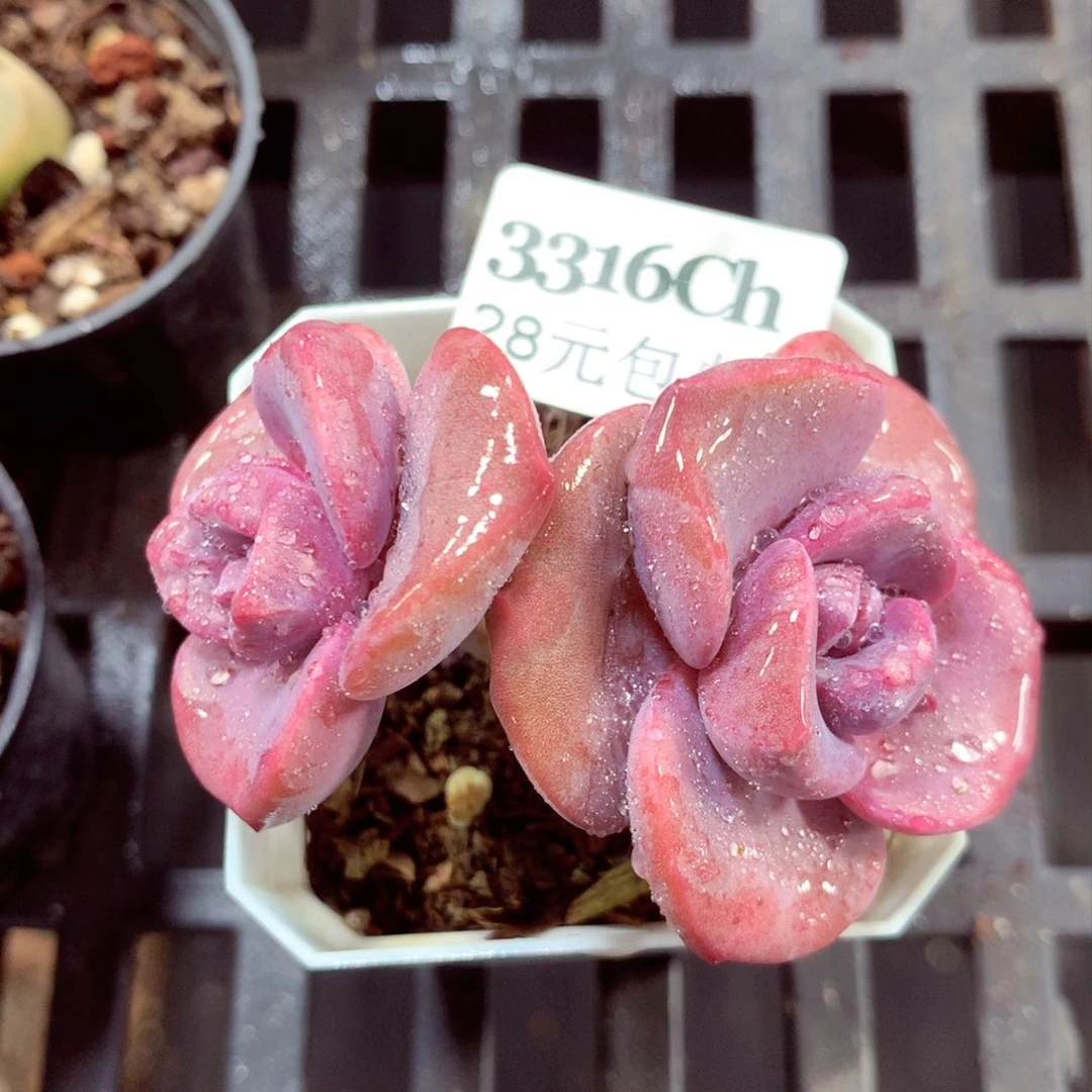 5厘米盆精控多肉3316