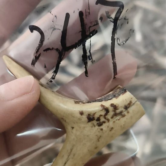 吉***照鹿角鹿角鹿角鹿角鹿角鹿角