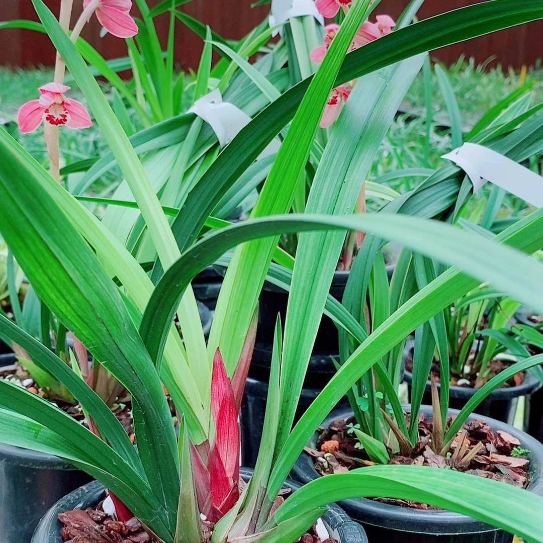 （***）一物一拍漂亮花花