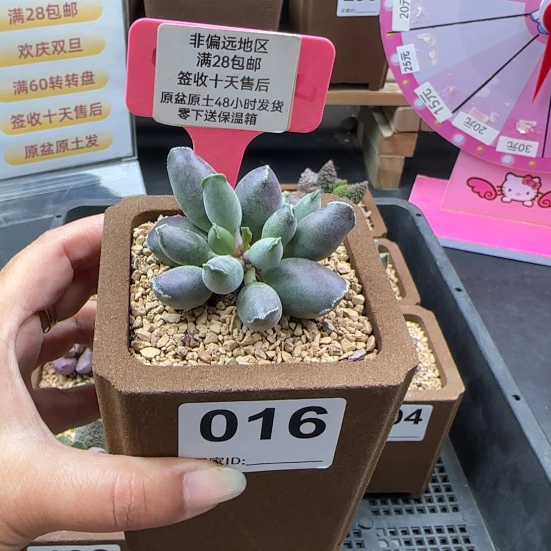 016艺妓海豹多肉植物