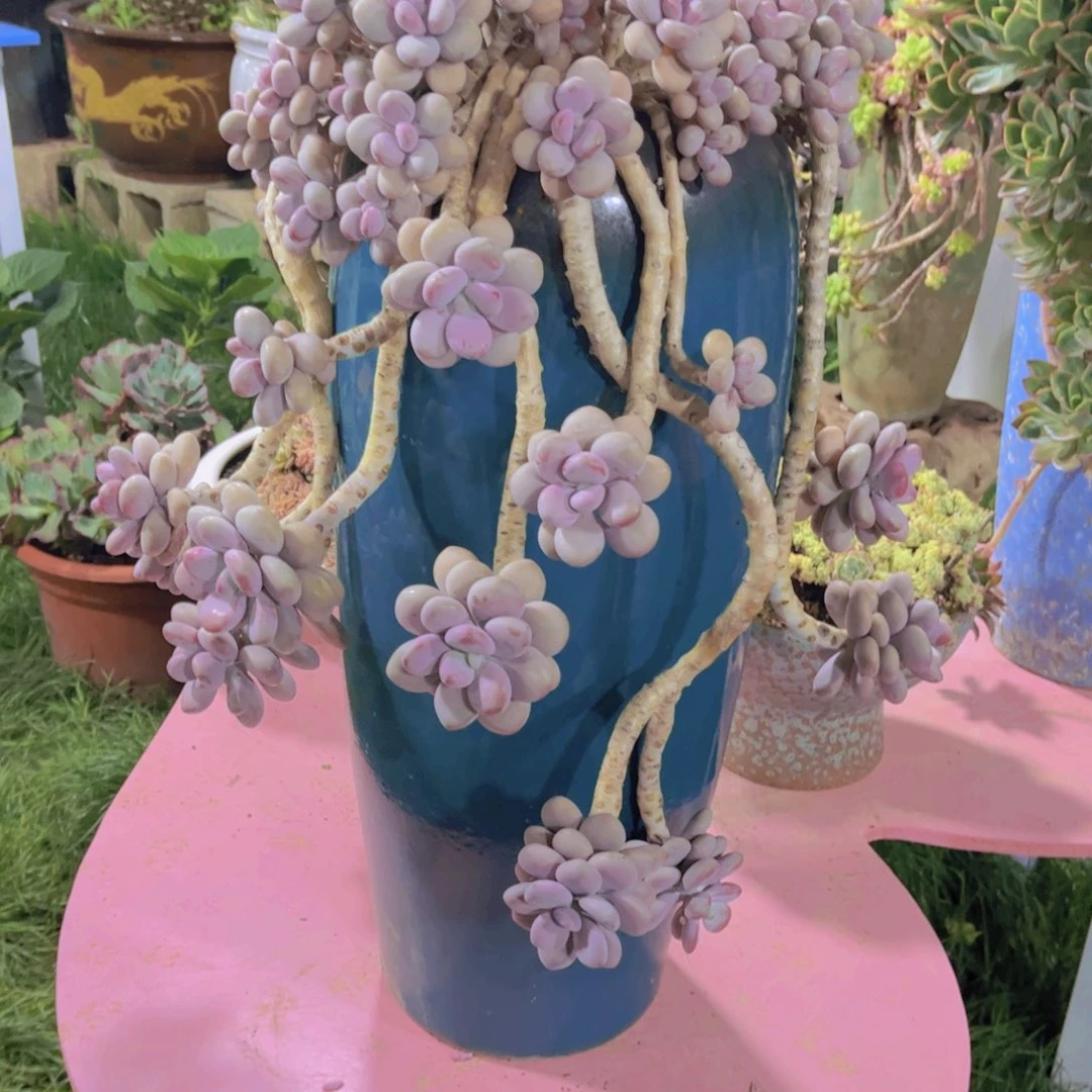 王*源多肉植物保护研究所