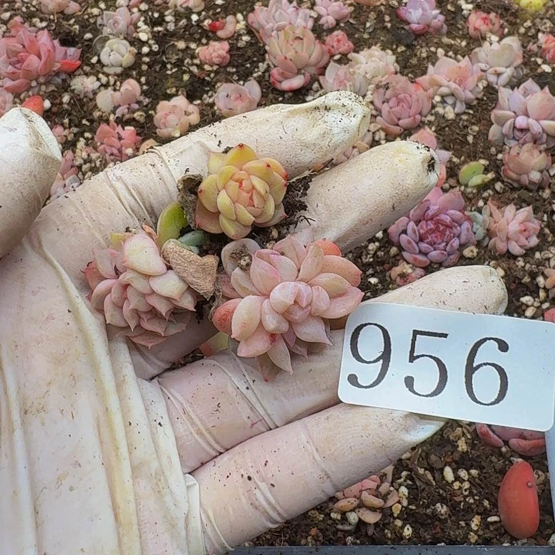 油***丘多肉植物多肉植物956