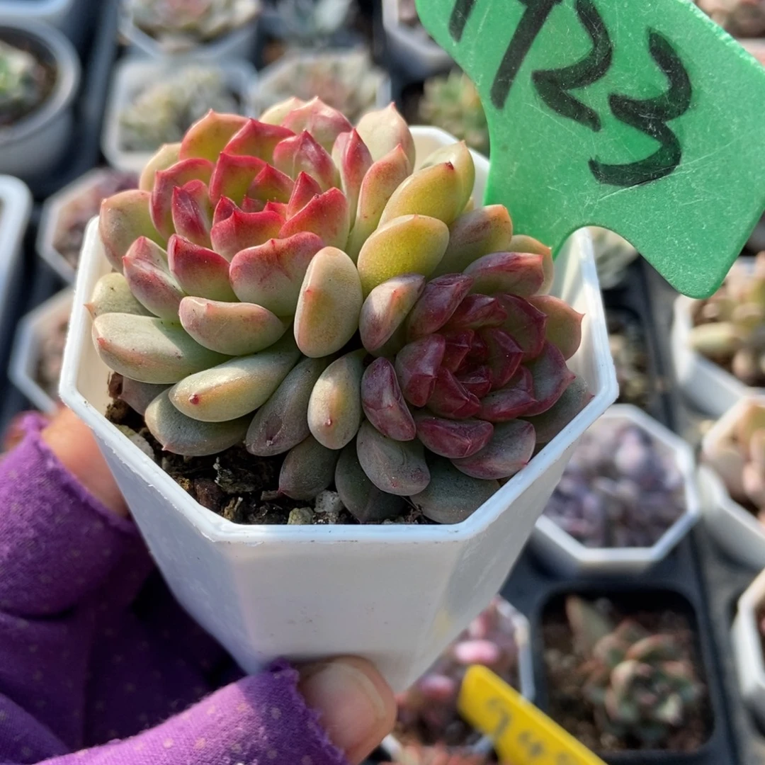 1923糖果珍妮多肉植物