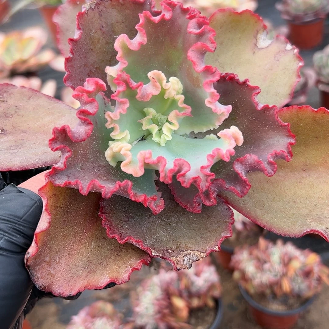 多肉植物女王花笠