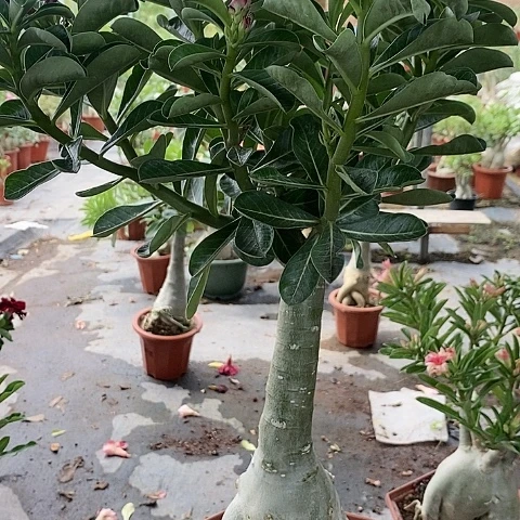 【闪购商品】无花朵苏*