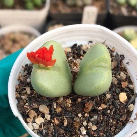 多肉肉锥 红花少将