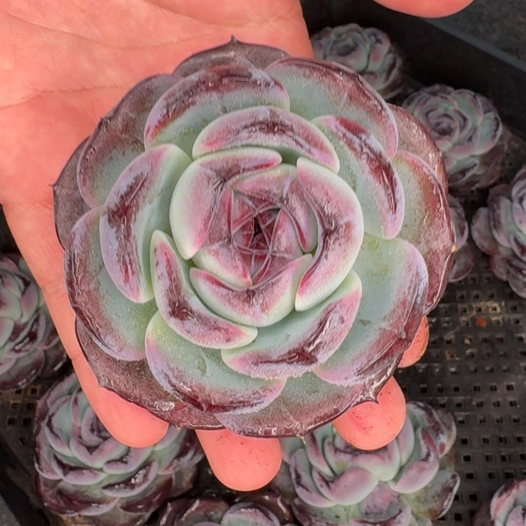 从前慢花园多肉编号-黑橙