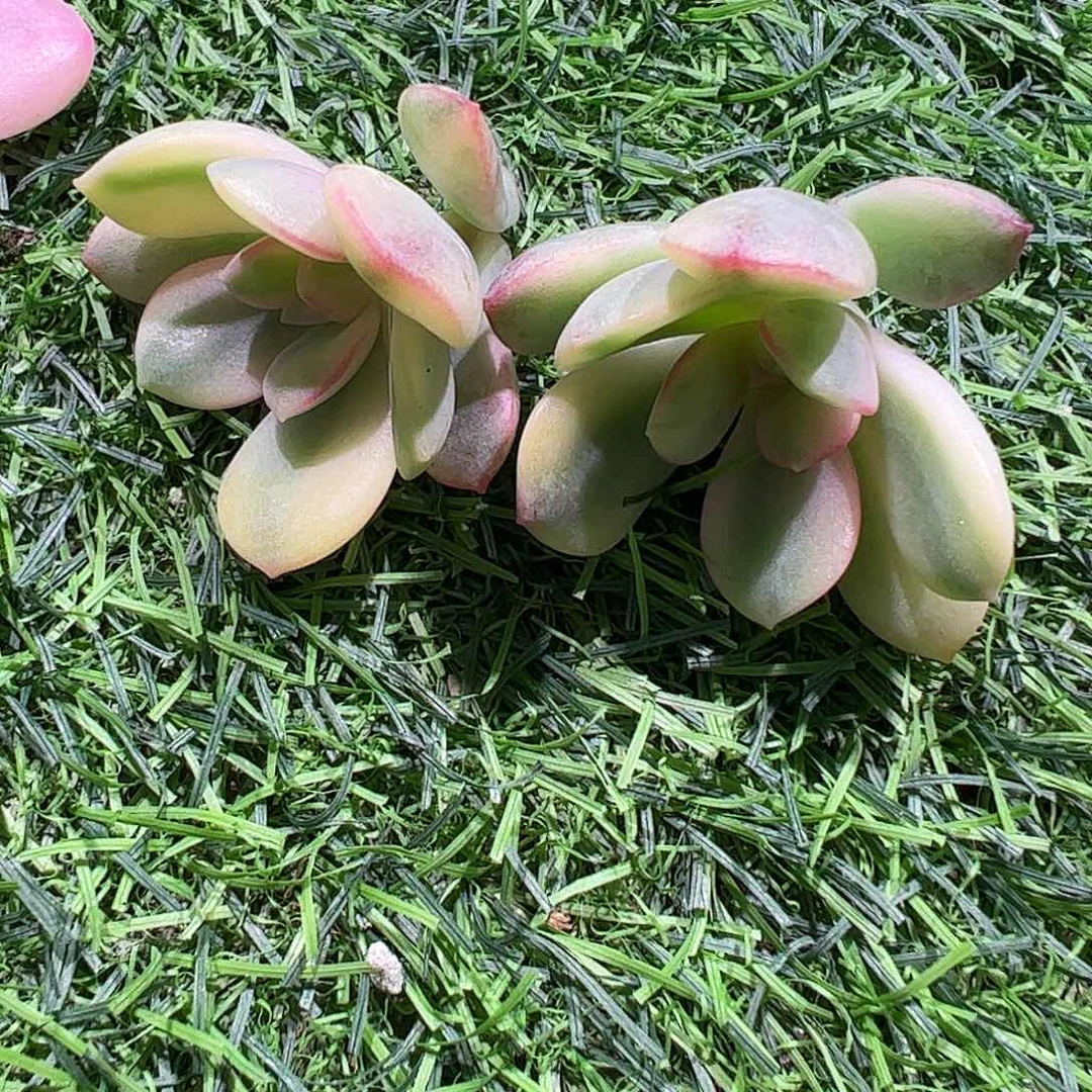 :***生多肉植物多肉植物