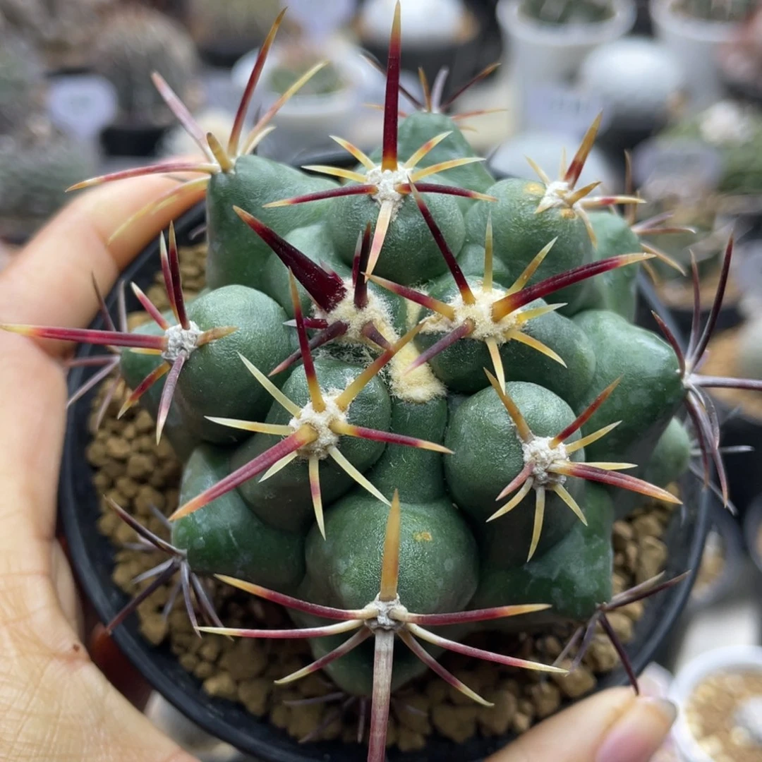 大红鹰         实生根