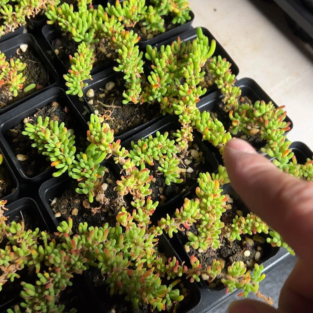 荧光兔老桩55杯精品