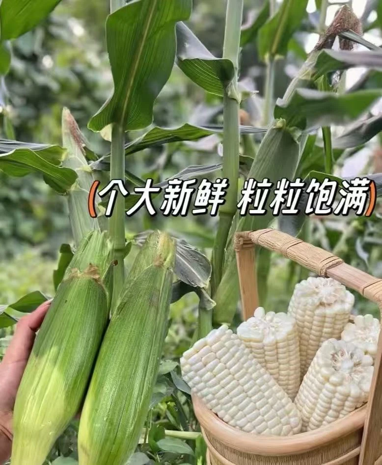 乡里阿蓉【牛奶玉米】潮汕农特产农家生吃当季水果新鲜水果可直接吃