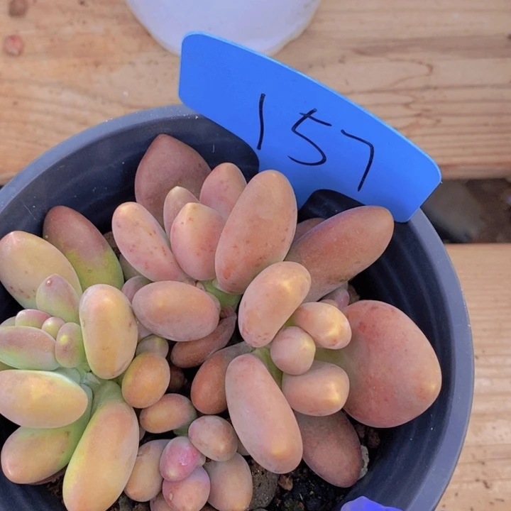 是的呀就是的了么