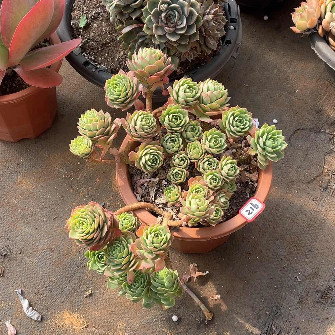 216绿蔷薇 一物一拍多肉