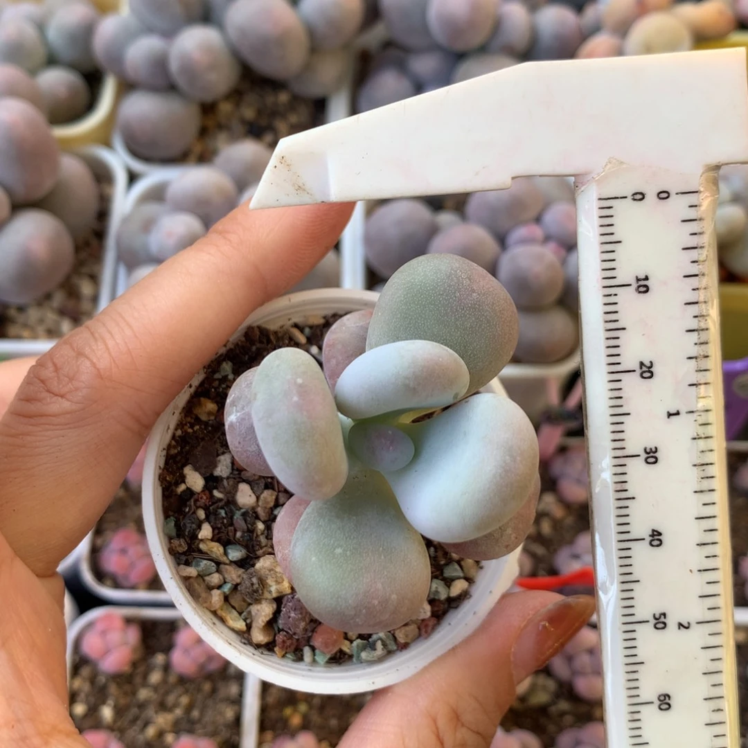 成雪球 不凑满28元发一片叶 不售后 到付