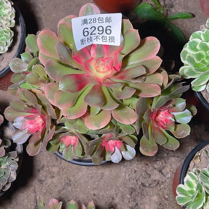 6296香妃多肉植物
