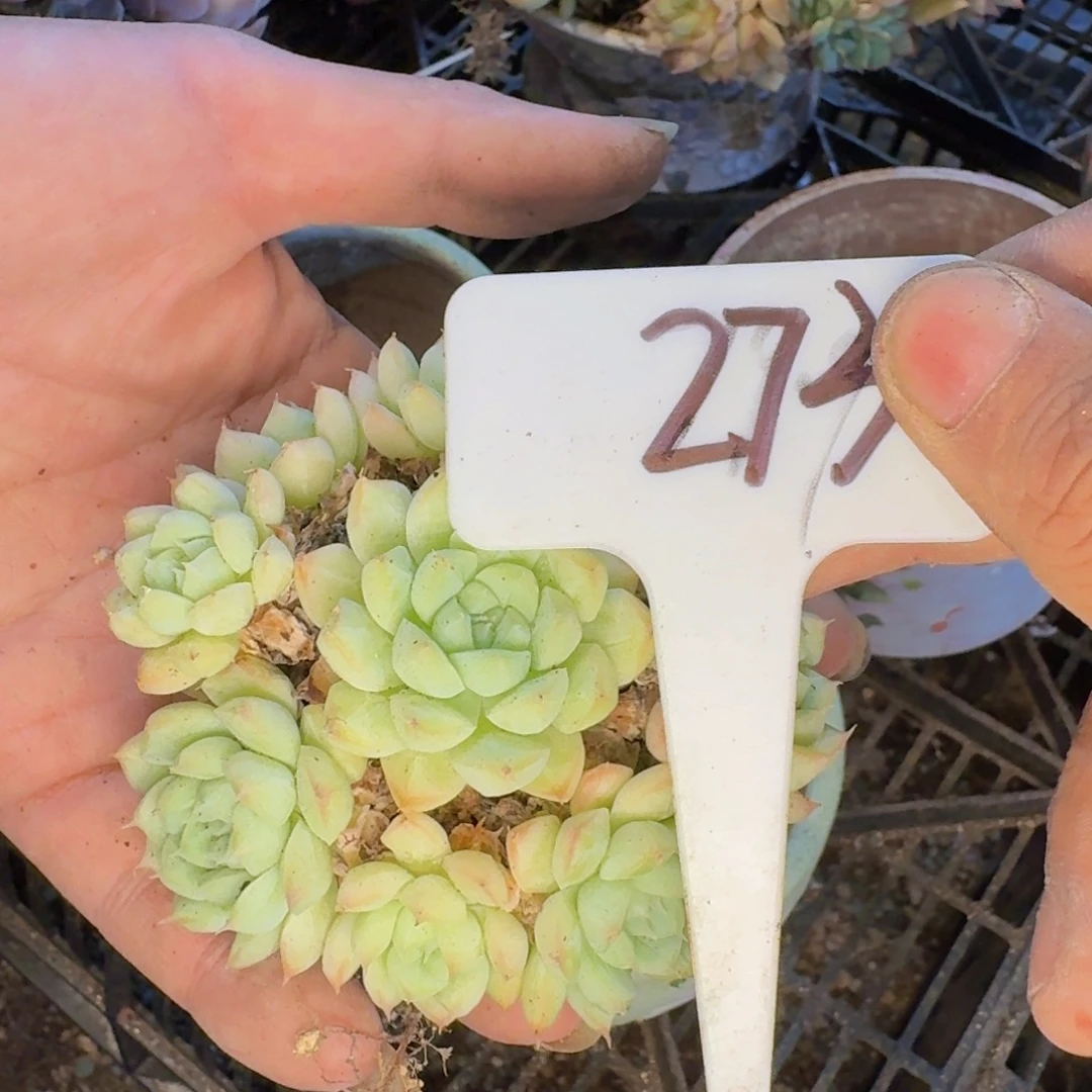 多肉植物的生长发育和