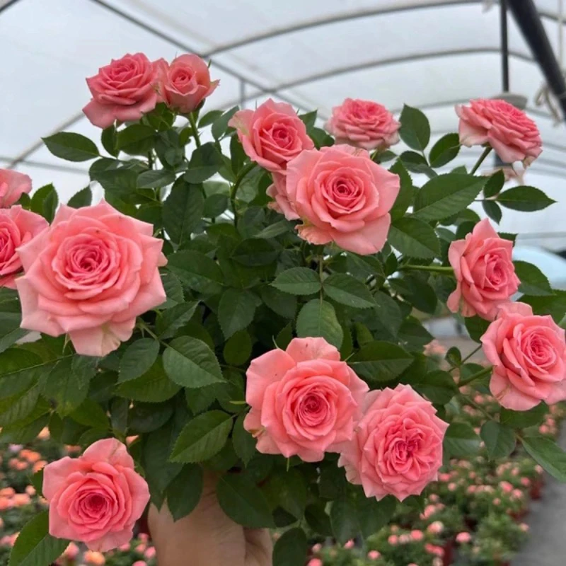 【仙度瑞拉】四季开花耐高温玫瑰盆栽庭院阳台月季花卉植物