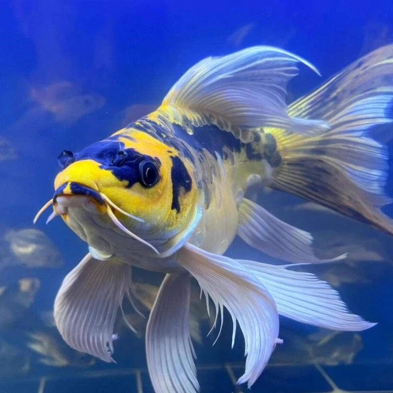 【渔场直销】德系大酋长玛雅蝴蝶鲤长尾普身锦鲤活体淡水好养