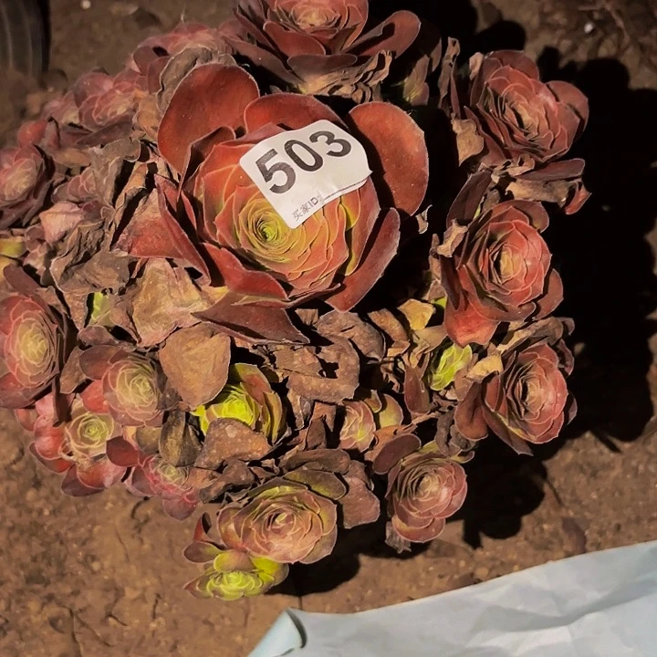 503魅金多肉植物不售后