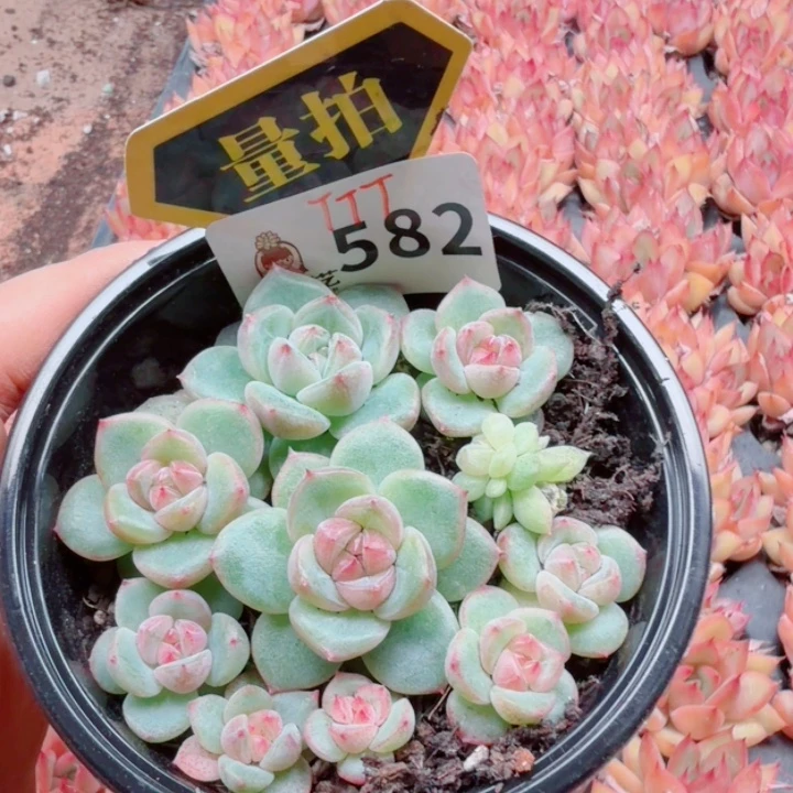 多肉植物多肉植物