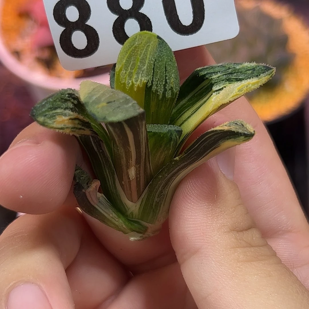 880红红火火恍恍惚惚