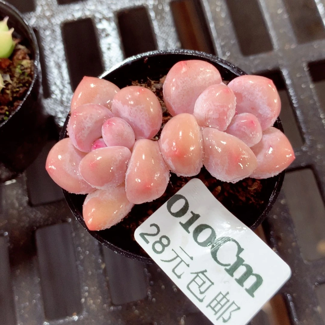 5厘米盆精控多肉010