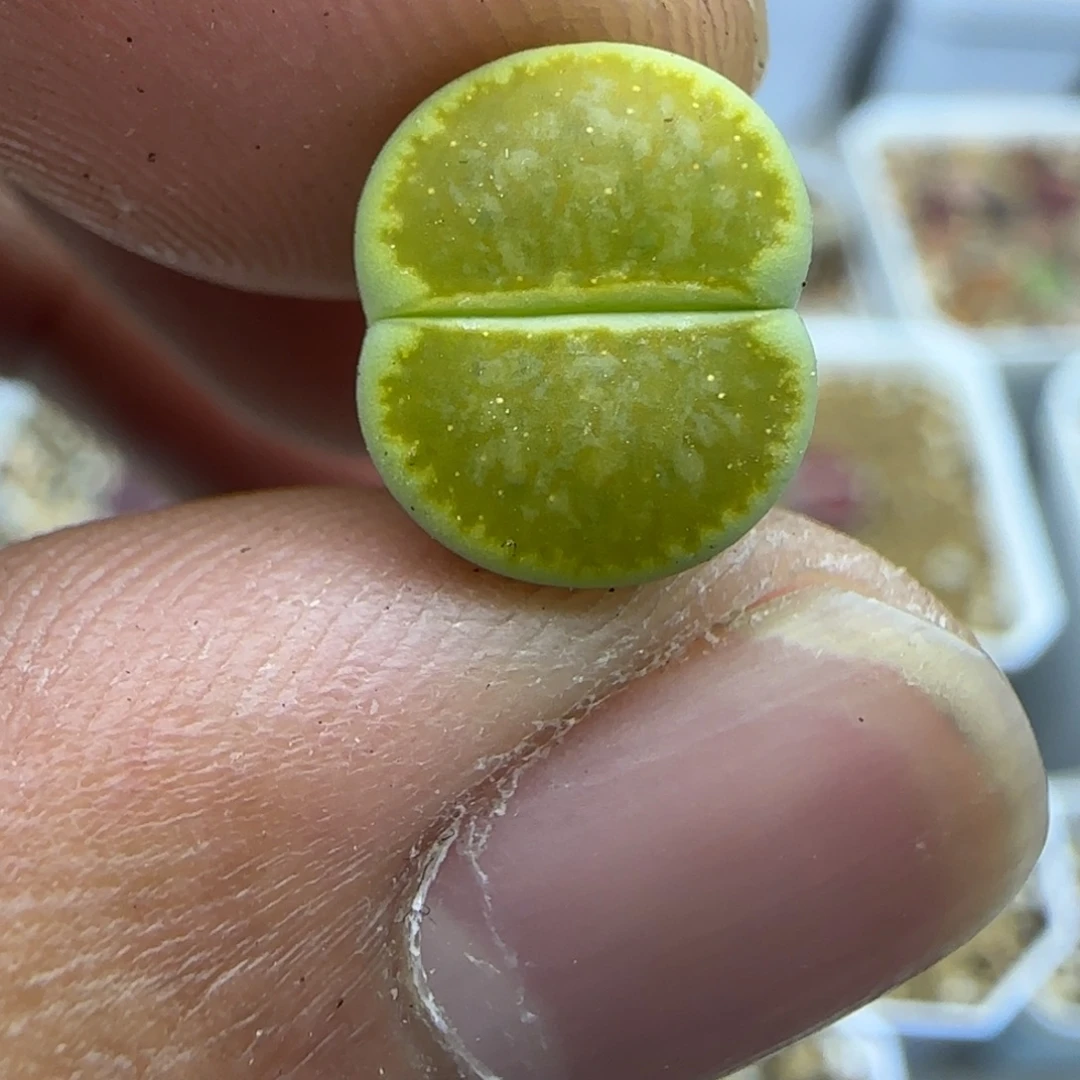 381 生石花大棚直播