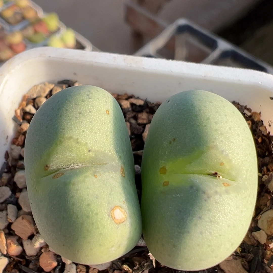 98多肉植物百科植物