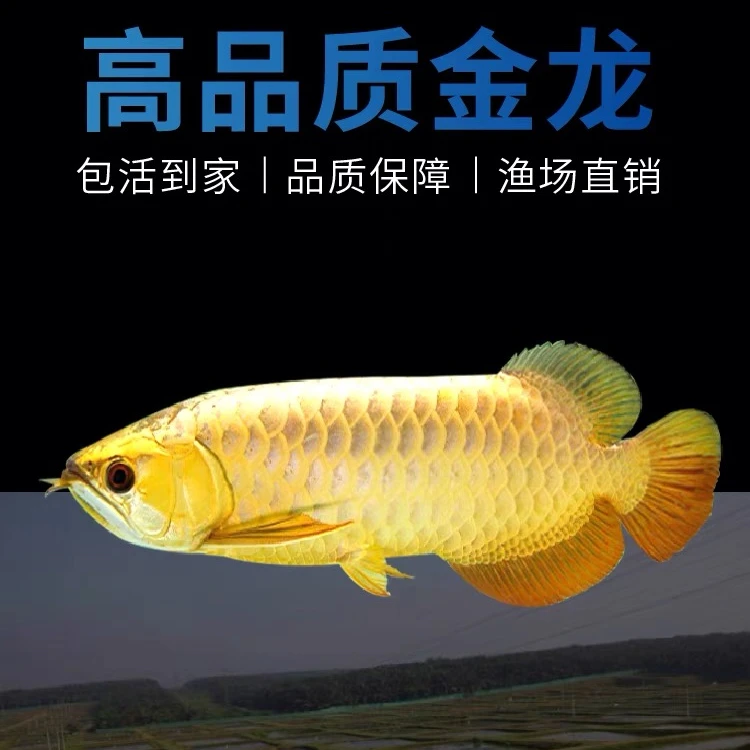 马来西亚金龙鱼视频选鱼任意挑选