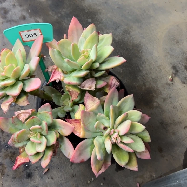 吐****?芒果没人多肉005