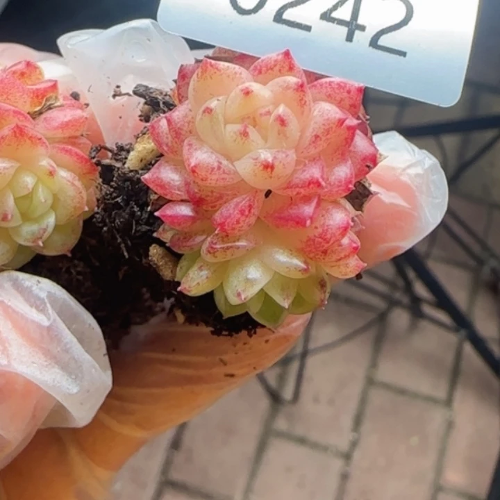 242号 香特