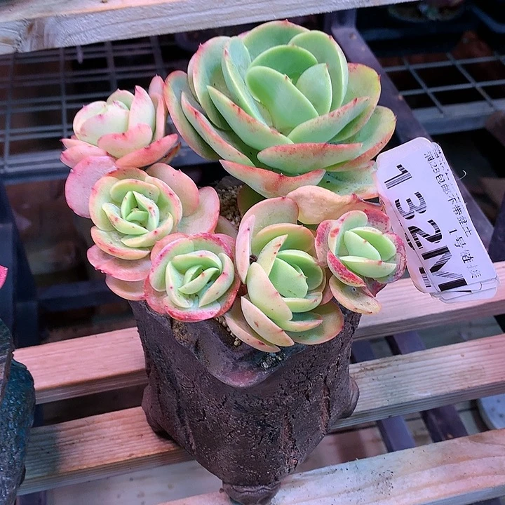 梦*?132M碧桃碧桃