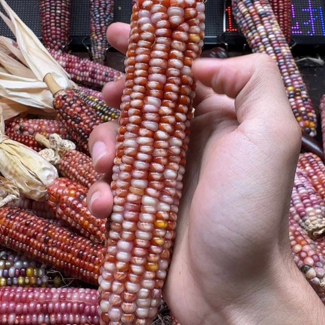 荼***白吊坠柏香籽/百香籽