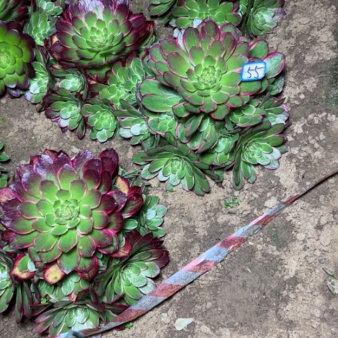 【闪购商品】多肉植物粉花妖水桩55