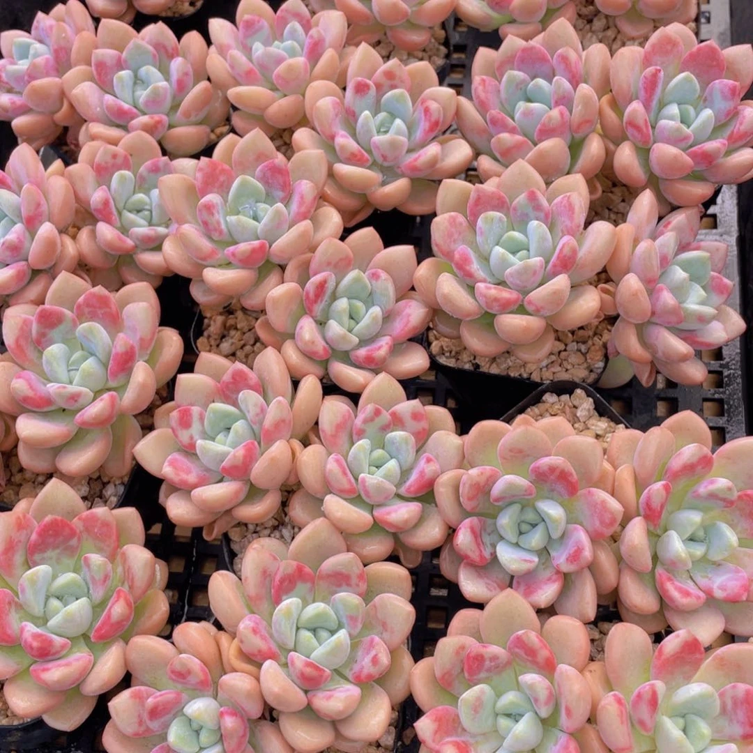 量拍6号 老桩飘枝白鹭花斑鹭一个