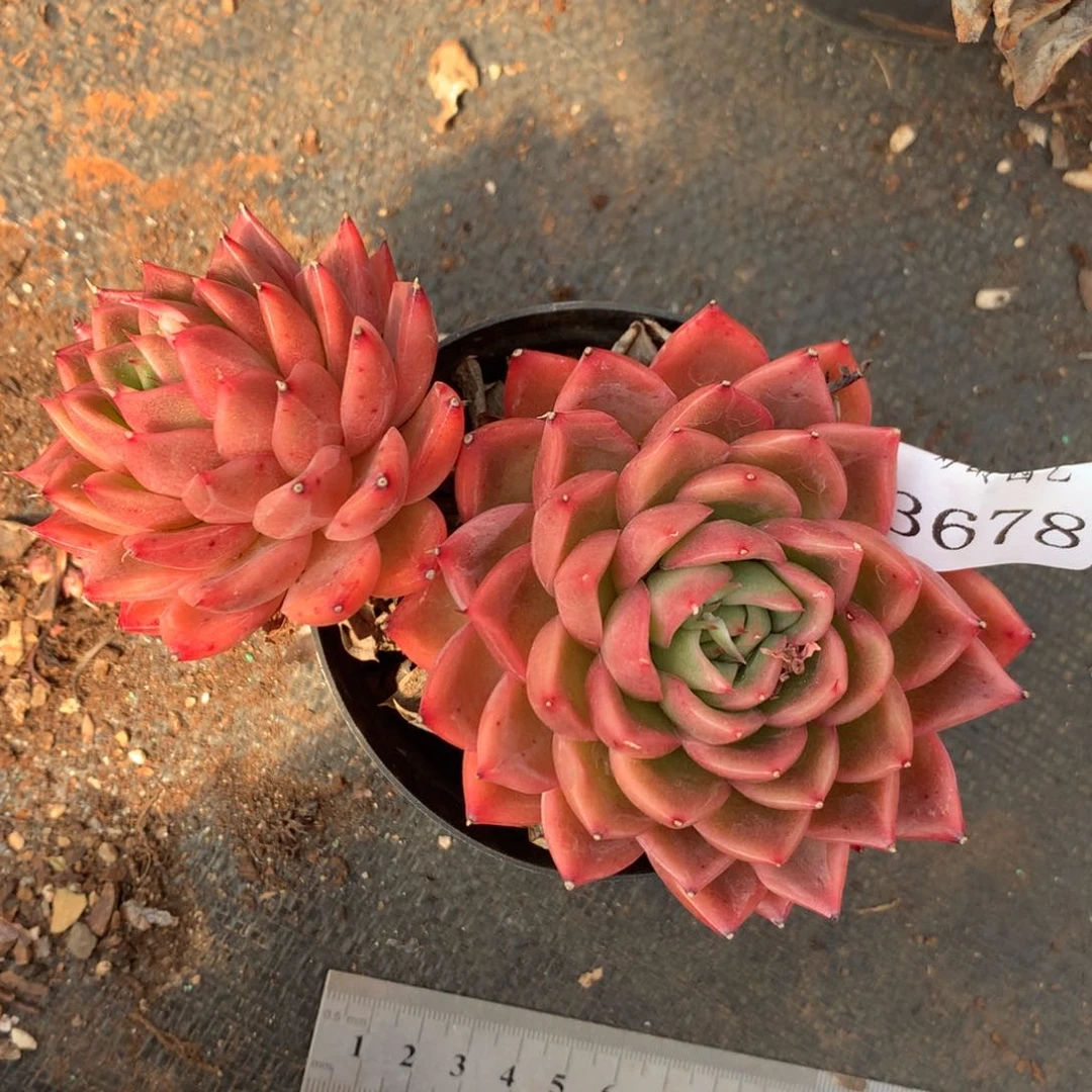 我**水3678杂交精品基地12厘米