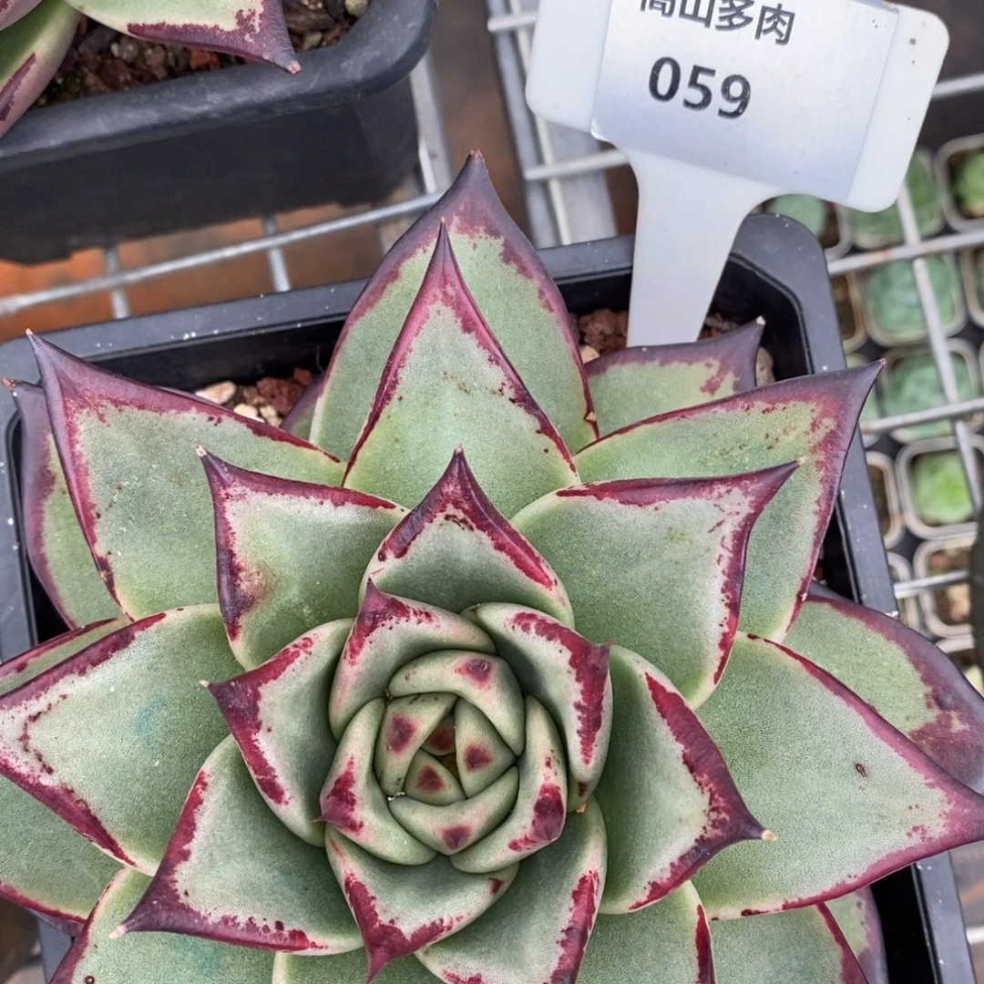 七***sL059乌木直播福利