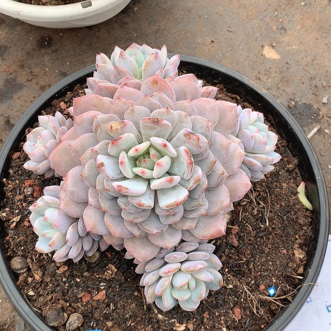 64星星雪 一物一拍多肉