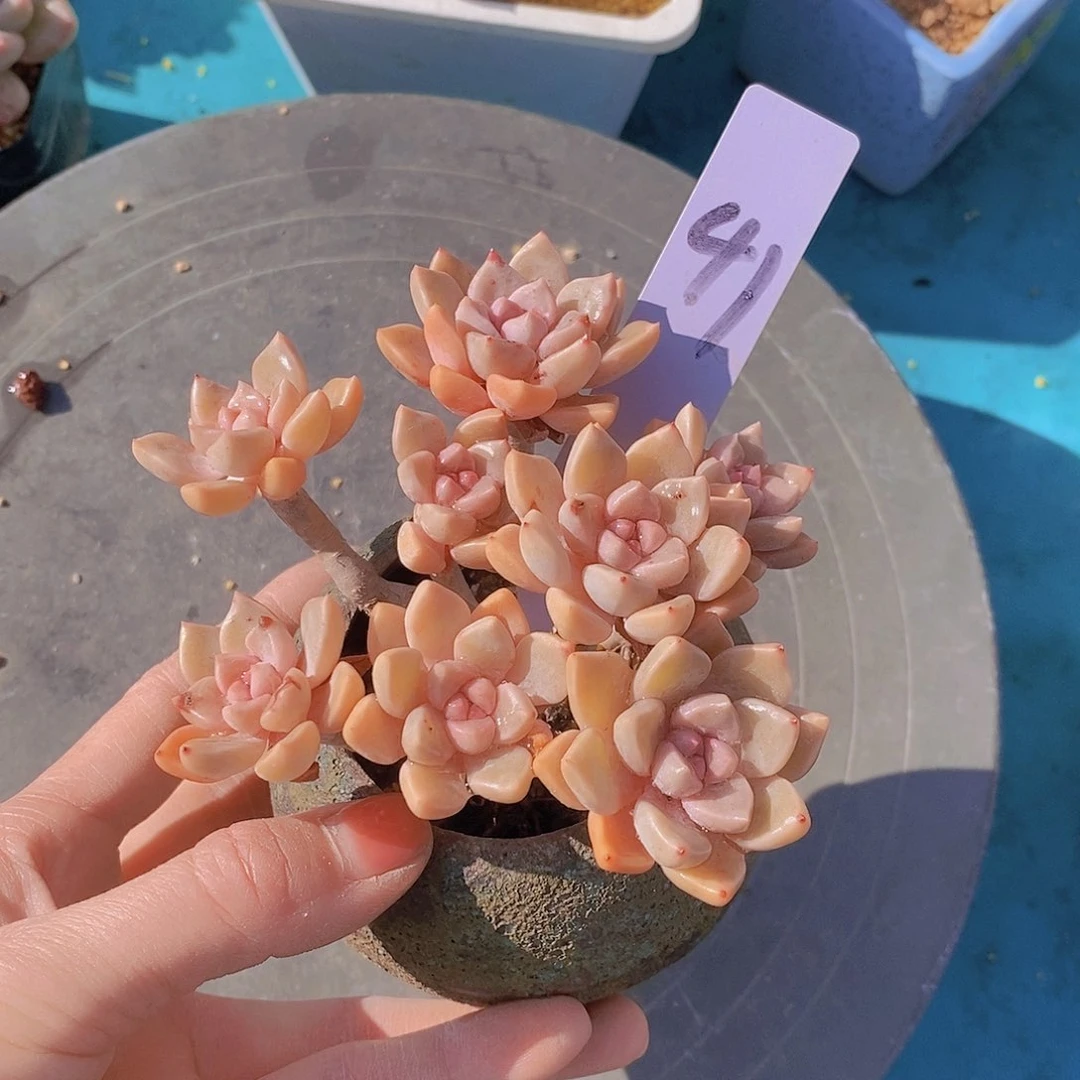 41多肉植物老桩11