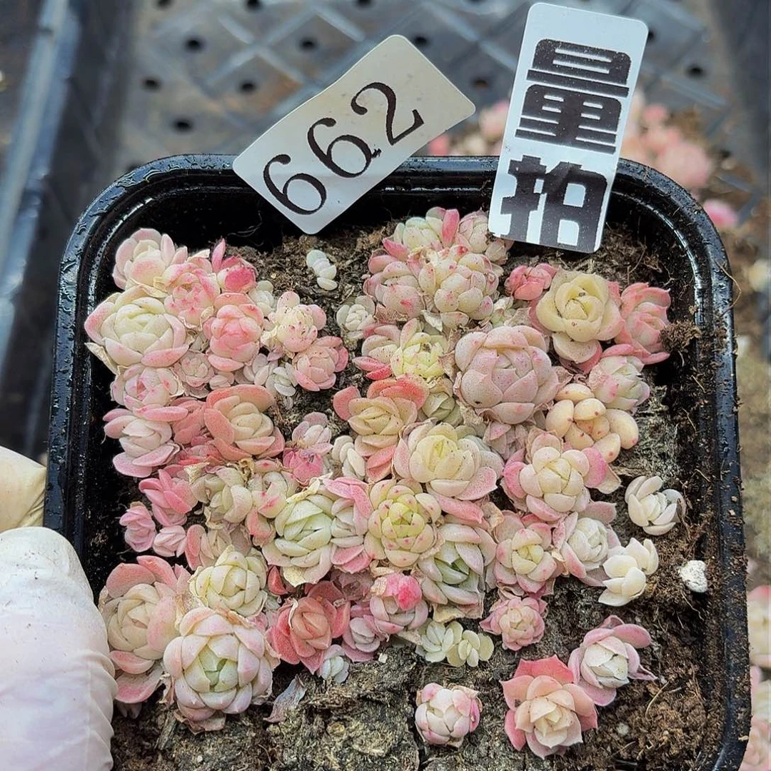 多肉植物多肉植物662量拍
