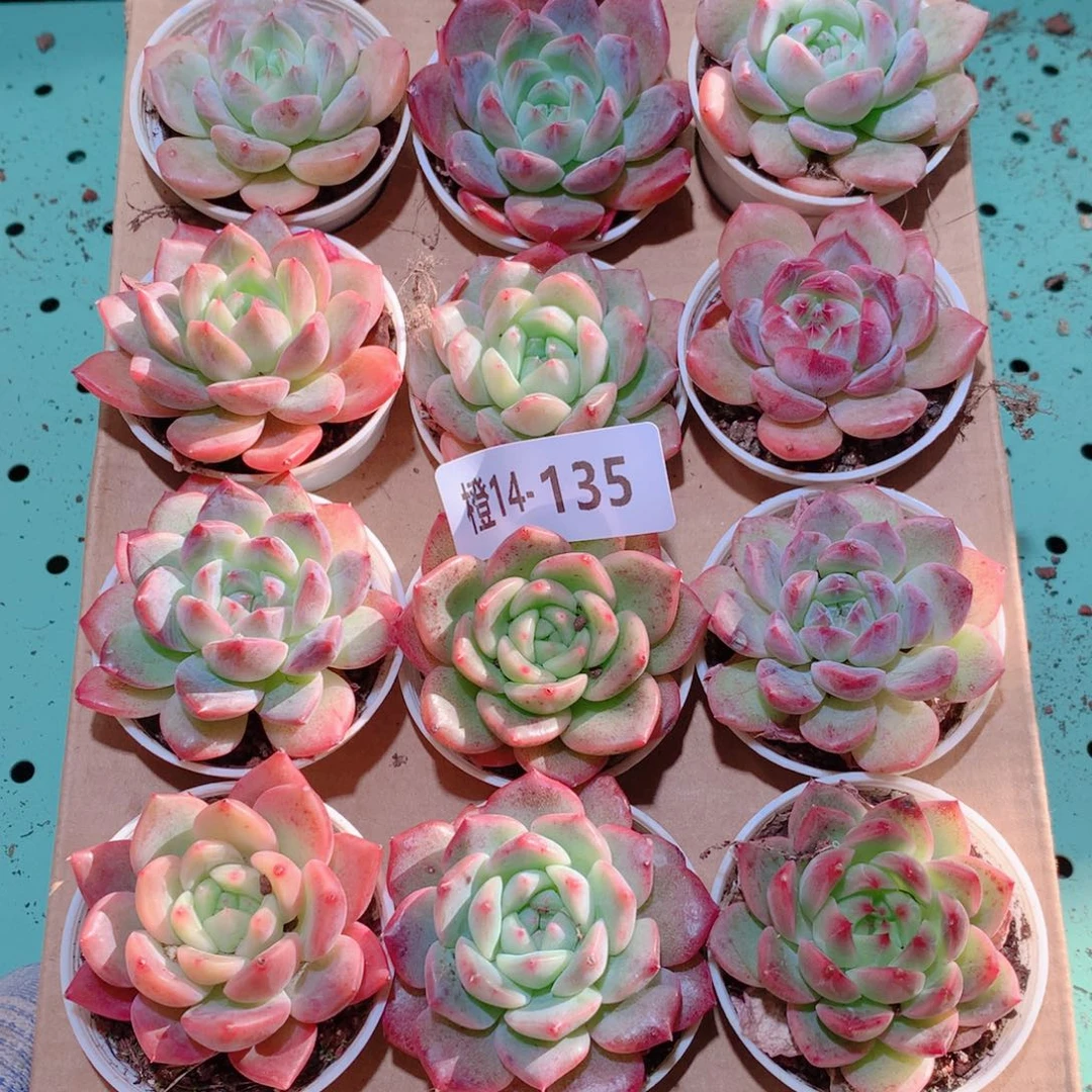 14-135一物一拍多肉带盆18颗