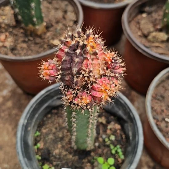 鸳鸯锦秀普嫁接福666