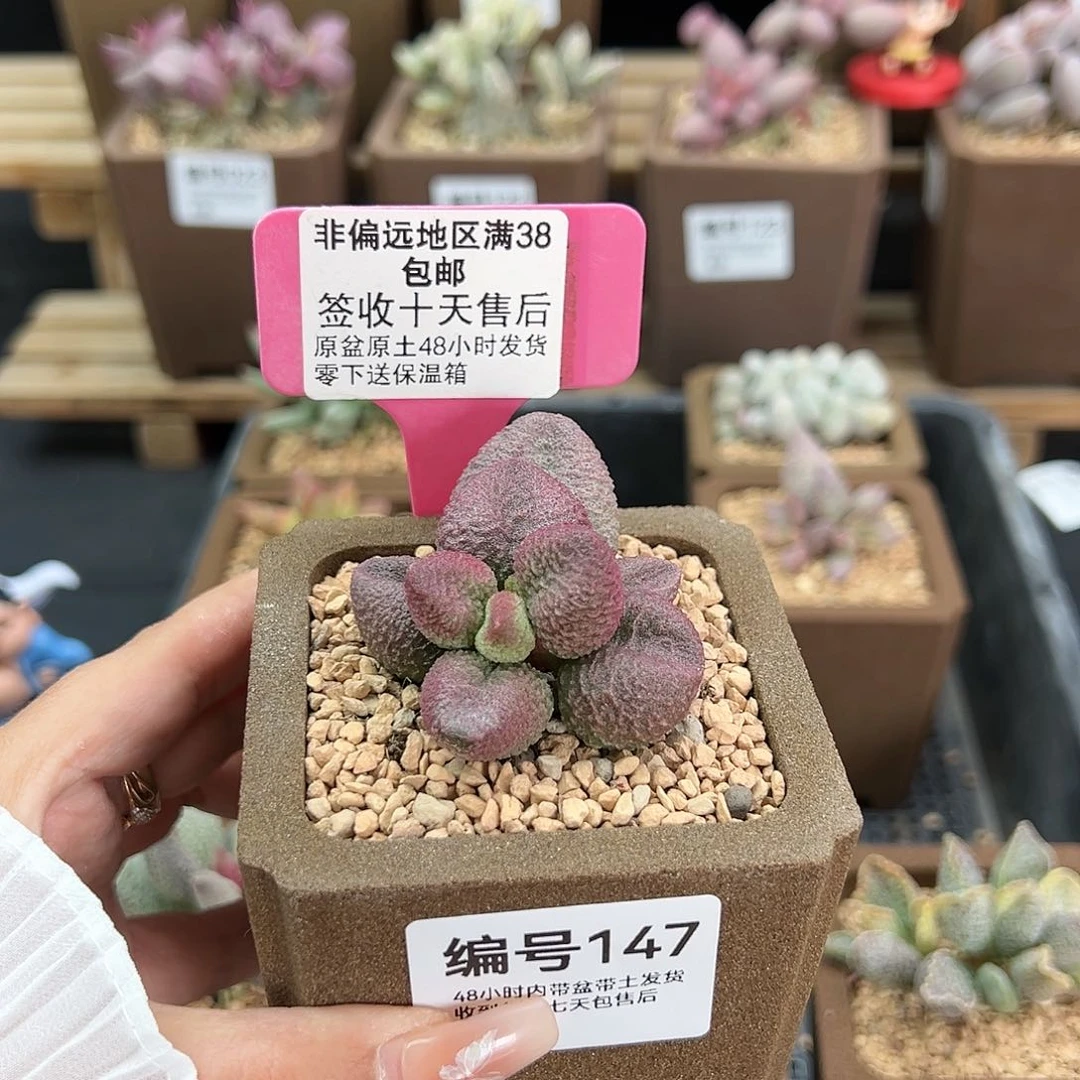 147水蜜桃多肉植物