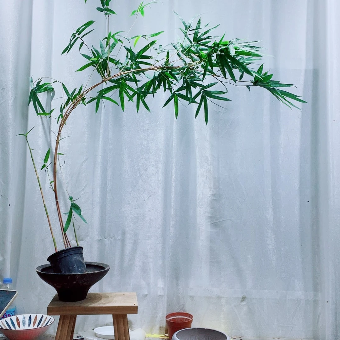 无花朵红观音竹漂亮漂亮